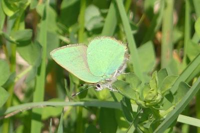 <i>Callophrys rubi</i>
