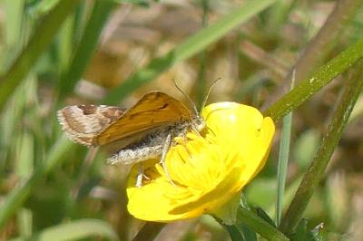 <i>Euclidia glyphica</i>