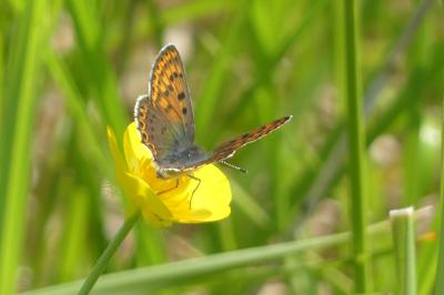 <i>Lycaena tityrus</i>