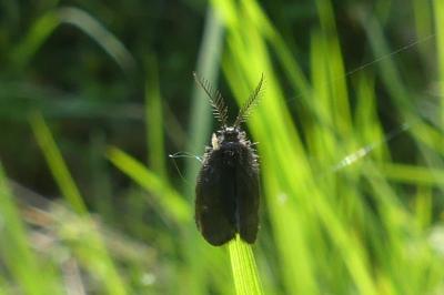 <i>Epichnopterix plumella/sieboldii</i>