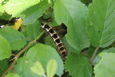 <i>Trichiura crataegi</i>