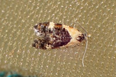 <i>Phtheochroa purpuratella</i>