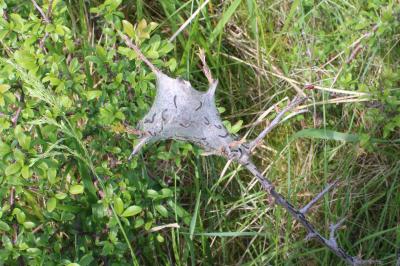 <i>Eriogaster lanestris</i>
