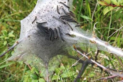 <i>Eriogaster lanestris</i>