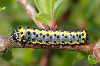 <i>Diloba caeruleocephala</i>