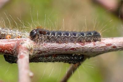 <i>Eriogaster lanestris</i>