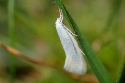 <i>Elachista argentella</i>