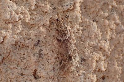 <i>Eudonia angustea</i>