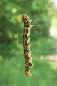 <i>Erannis defoliaria</i>