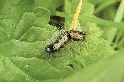 <i>Lithosia quadra</i>