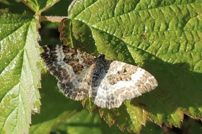 <i>Epirrhoe alternata</i>