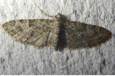 <i>Eupithecia dodoneata</i>