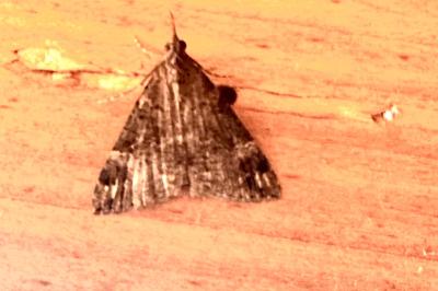 <i>Hypena obsitalis</i>