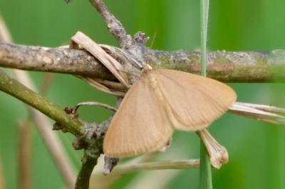 <i>Minoa murinata</i>