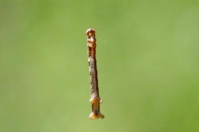 <i>Colotois pennaria</i>