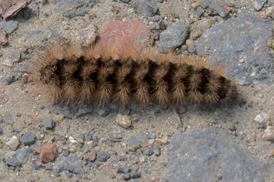 <i>Arctia villica</i>