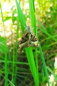 <i>Phlogophora meticulosa</i>
