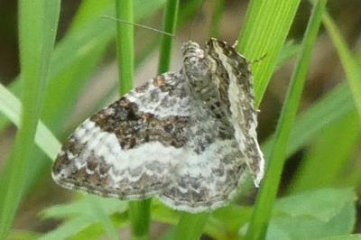 <i>Epirrhoe alternata</i>