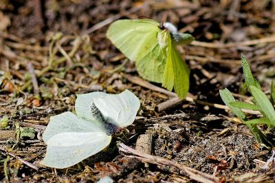 <i>Gonepteryx rhamni</i>