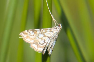 <i>Elophila nymphaeata</i>