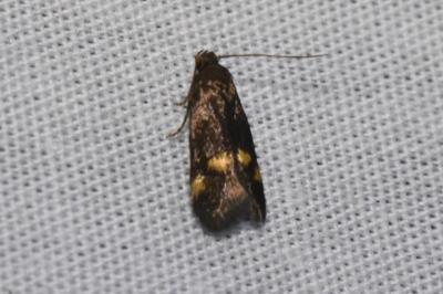 <i>Borkhausenia minutella</i>