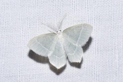 <i>Jodis lactearia</i>