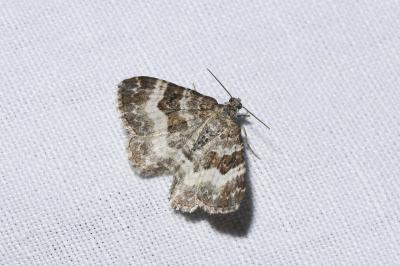 <i>Epirrhoe alternata</i>