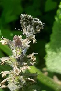 <i>Cacyreus marshalli</i>