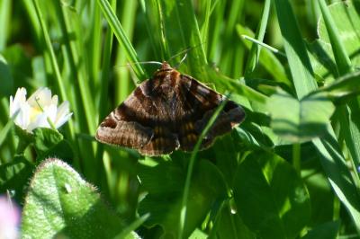 <i>Euclidia glyphica</i>