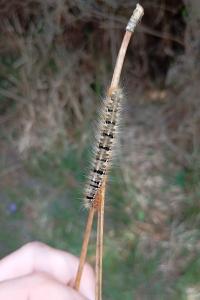<i>Lasiocampa quercus</i>