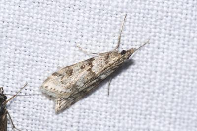 <i>Eudonia angustea</i>