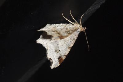 <i>Macaria alternata</i>