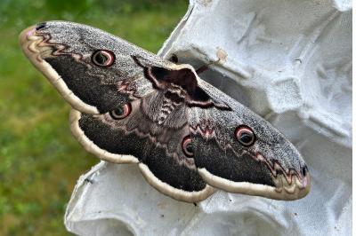 <i>Saturnia pyri</i>