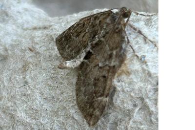 <i>Thera britannica/variata</i>