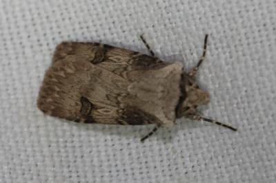 <i>Agrotis puta</i>