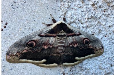 <i>Saturnia pyri</i>