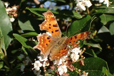 <i>Polygonia c-album</i>