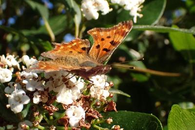 <i>Polygonia c-album</i>