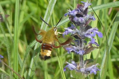 <i>Hemaris fuciformis</i>