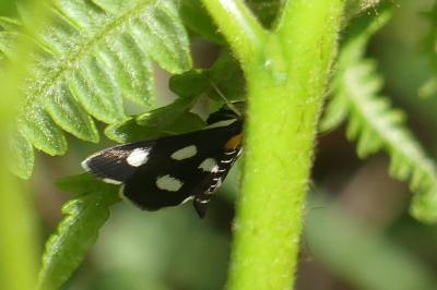 <i>Anania funebris</i>