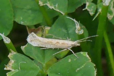 <i>Plutella xylostella</i>