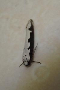 <i>Ethmia bipunctella</i>
