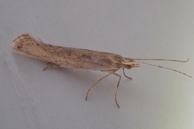<i>Plutella xylostella</i>