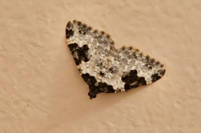 <i>Xanthorhoe fluctuata</i>