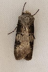 <i>Agrotis puta</i>