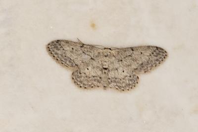<i>Idaea seriata</i>