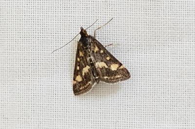 <i>Pyrausta purpuralis</i>