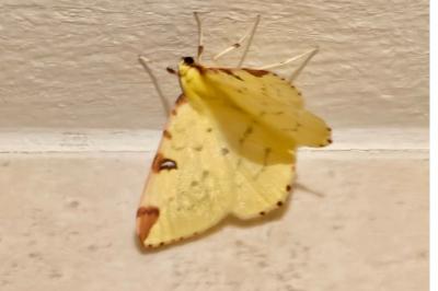 <i>Opisthograptis luteolata</i>