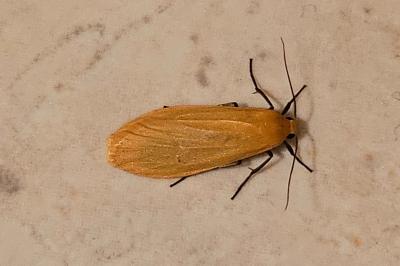 <i>Wittia sororcula</i>