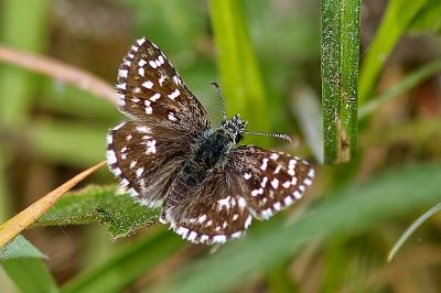 <i>Pyrgus malvae</i>
